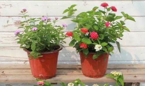 原神地铁爆料视频大全最新,揭秘游戏新内容与精彩瞬间  第2张