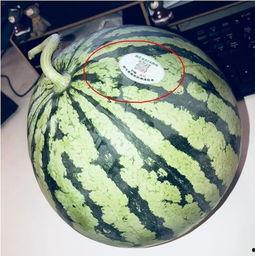 又吃瓜又唱歌的网红,揭秘又吃瓜又唱歌的网红魅力 第2张 又吃瓜又唱歌的网红,揭秘又吃瓜又唱歌的网红魅力 第2张