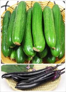 黄瓜农药爆料方法视频教程,轻松掌握安全食用技巧  第3张