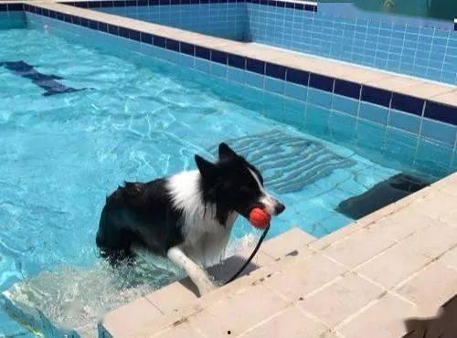 黄狗水池爆料视频播放,揭秘惊人真相 第3张 黄狗水池爆料视频播放,揭秘惊人真相 第3张